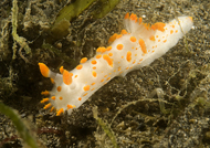 clown nudibranch